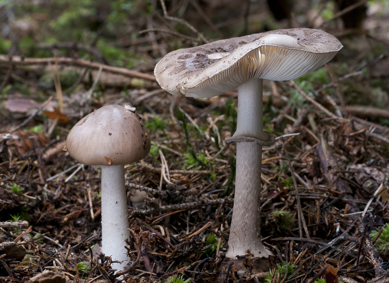 Amanita porphyria